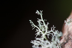 Sphaerophorus venerabilis