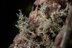 Sphaerophorus venerabilis