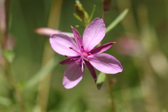 Chamaenerion fleischeri