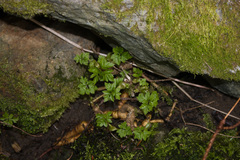 Osmorhiza purpurea