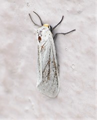 Pygarctia flavidorsalis