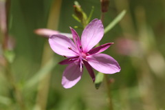Chamaenerion fleischeri