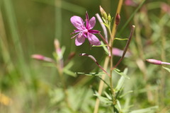 Chamaenerion fleischeri