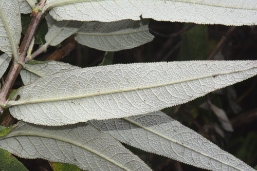 Sagewood