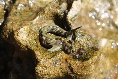 Istiblennius