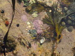 Lithophyllum incrustans