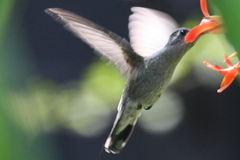 Cynanthus latirostris