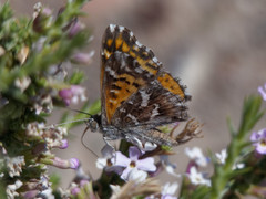 Junellia seriphioides