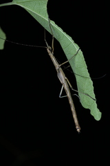 Paraphasma