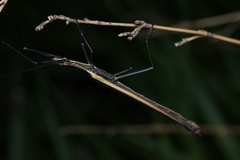 Paraphasma