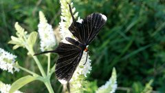 Barbicornis basilis acroleuca