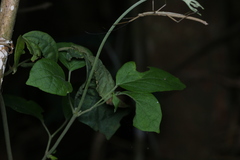 Paraphasma