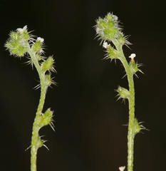 Cryptantha dumetorum