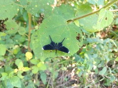 Barbicornis basilis acroleuca
