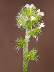 Cryptantha dumetorum