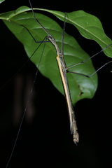 Paraphasma