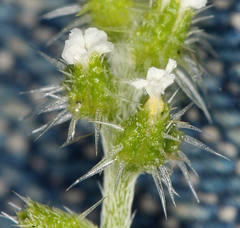 Cryptantha dumetorum