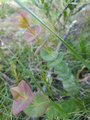 Hypericum connatum