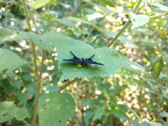 Barbicornis basilis acroleuca