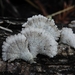 Splitgill Mushroom - Photo (c) Grey Smith, some rights reserved (CC BY-NC)