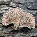 Schizophyllineae - Photo (c) Grey Smith, some rights reserved (CC BY), uploaded by Grey Smith