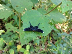 Barbicornis basilis acroleuca