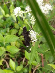Barbicornis basilis acroleuca