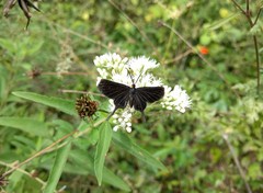 Barbicornis basilis acroleuca