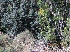 Brachypodium phoenicoides