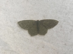 Thalera pistasciaria