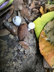 Leucocoprinus cretaceus