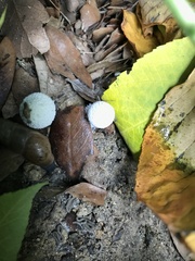 Leucocoprinus cretaceus