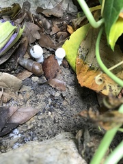 Leucocoprinus cretaceus