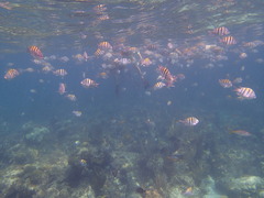 Epinephelus striatus