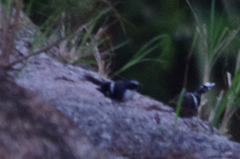 Enicurus schistaceus