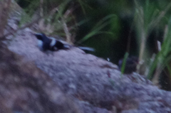 Enicurus schistaceus