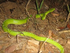 Morelia viridis