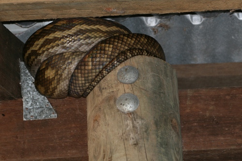 Australian Scrub Python sighting