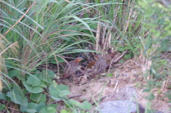 Bambusicola thoracicus