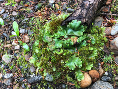 Marchantia polymorpha montivagans