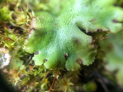 Marchantia polymorpha montivagans