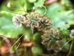 Marchantia polymorpha montivagans