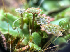 Marchantia polymorpha montivagans