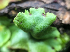 Marchantia polymorpha montivagans