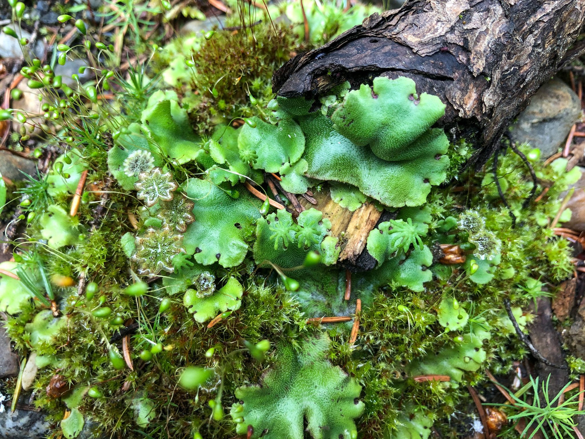 Marchantia polymorpha ssp. montivagans