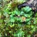Marchantia polymorpha montivagans - Photo (c) Jason Headley,  זכויות יוצרים חלקיות (CC BY-NC), הועלה על ידי Jason Headley
