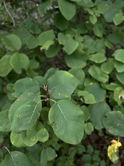 Amelanchier sanguinea