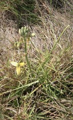 Albuca juncifolia