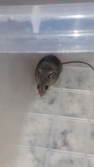 Mus minutoides minutoides