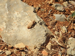 Eremiaphila brunneri